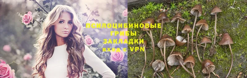 Галлюциногенные грибы Psilocybine cubensis  Петровск 